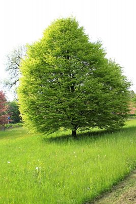Fagus sylvatica 'Asplenifolia' - buk lesní - jarní habitus (118)